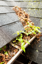 A gutter with plant debris clogging it